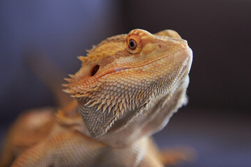 Bearded dragon lizard, close-up portrait of a lizard