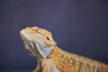 bearded dragon lizard morph normal bright color