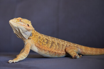 bearded dragon lizard morph normal bright color