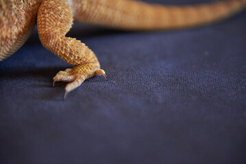 close-up of the hind leg of a bearded dragon lizard