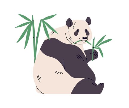 Giant Panda Eating Bamboo Leaf. Chinese Bear Sitting With Green Food. Wild Asian Exotic Animal Feeding. Tropical Jungle Nature. Flat Vector Illustration Isolated On White Background