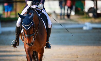 Dressage horse dark brown during a test at the walk, photographed in partial crop from the front...