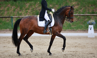 Dressage horse dark brown in a test, horse in passage at circle point "V"..