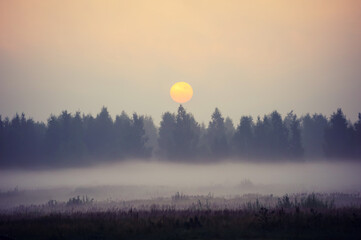 Sunrise over a foggy forest. Mysterious landscape. Fog in the forest. Mystical misty forest. Early morning in a foggy forest. Mysterious picture of nature. Trees in the fog