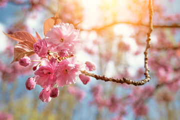 Pink sakura, cherry blossom twigs with flowers on sunset with flare. Romantic springtime natural background in pink and orange.