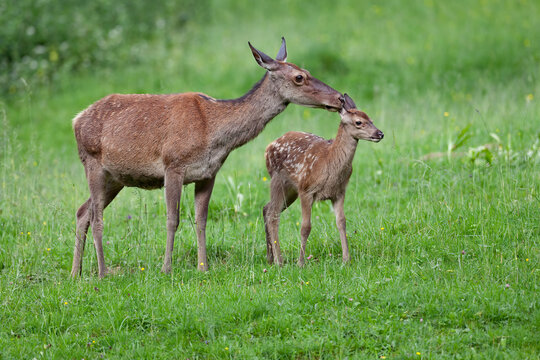 Cerf &eacute;laphe, biche, faon (Cervus elaphus) Alpes. France