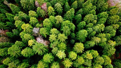 Aerial view of a pine forest