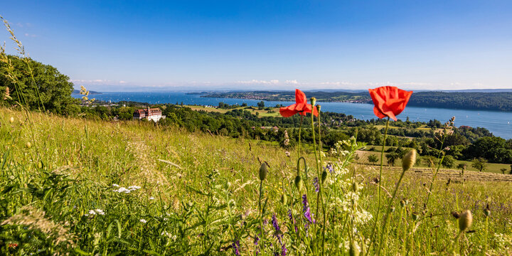 Germany, Baden-Wurttemberg, Uberlingen, Corn poppies blooming in summer meadow with Salem International College and Lake Constance in background