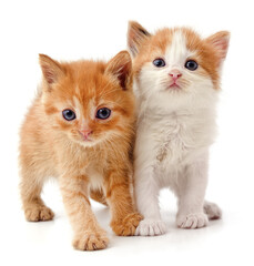 Fototapeta na wymiar Two red kittens.