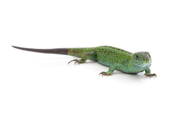 One green lizard.