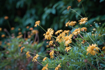 Yellow daisy flowers in a garden in spring