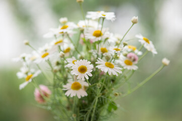 Gentle chamomile flowers bouquet against green unfocused background