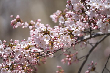 咲き誇る桜の花