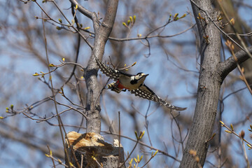 飛び立ったアカゲラ