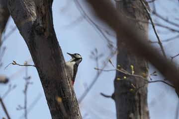 木の幹に止まっていたアカゲラ