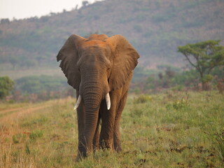 Obraz premium Makveti lonely elephant