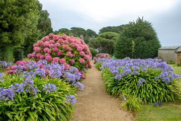 Chemin de terre bordé d’agapanthes et d’hortensias