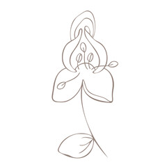 Botanical illustration. Aconitum line art