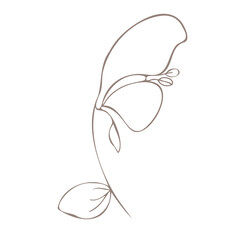 Botanical illustration. Aconitum line art