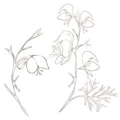 Botanical illustration. Aconitum line art