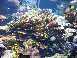 Coral reef in Australia