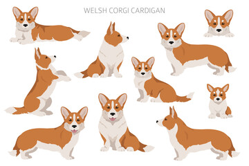 Welsh corgi cardigan clipart. Different poses, coat colors set