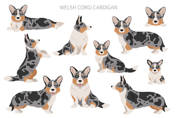 Welsh corgi cardigan clipart. Different poses, coat colors set - obrazy, fototapety, plakaty
