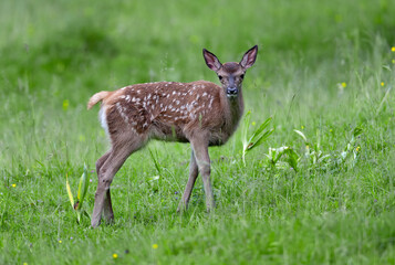 Cerf élaphe, faon en été (Cervus elaphus) Alpes. France 