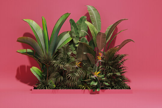 Minimal scene with tropical garden on hot pink background. Studio with tropical trees and leaves. Advertisement idea. Creative composition. 3d render
