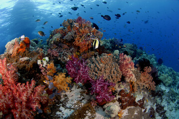 Naklejka na ściany i meble Coral reef in Australia 