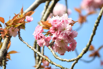Cherry blossom flowers growing on a tree during a sunny spring day