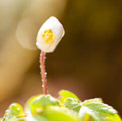 Wiosenne kwiaty w makro fotografii