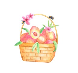Basket with peaches. Watercolor illustration isolated on white background
