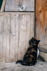 a black kitten with red spots explores a new space