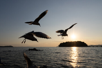 夕日の中を飛ぶカモメ