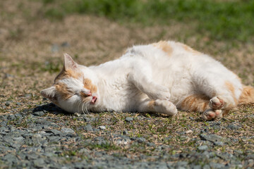 Fototapeta premium 寝ころがる猫 茶白猫