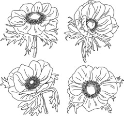 Anemone flowers drawing line art, set of 4.