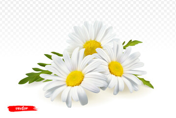 Fototapeta Chamomile flowers isolated on transparent background. Realistic vector illustration of chamomile flowers. obraz