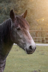 brown horse portrait in the meadow