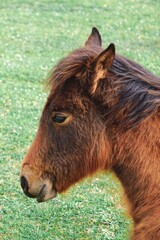 brown horse portrait in the meadow