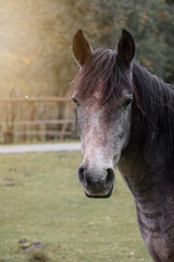 brown horse portrait in the meadow