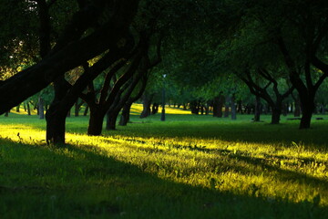 A garden with rays piercing through the crowns of trees