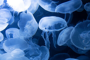 Many small jellyfish, in the water. Close up