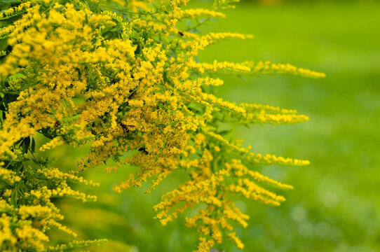 solidago patula small yellow flowers. Natural beautiful background with wild flowers. spring came