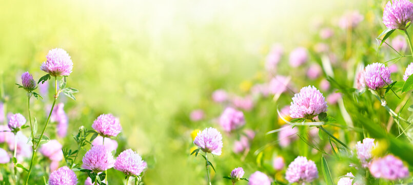 Beautiful sunny green natural background with wild meadow grass and pink clover flowers. gentle nature image. dreaming, harmony mood. spring or summer seasonal floral landscape