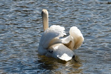 Ein sich aufplusternder Schwan mit wei&szlig;em Gefieder - Erstaunlich ist wie sauber und schneewei&szlig; das Gefieder durch die K&ouml;rperpflege bleibt