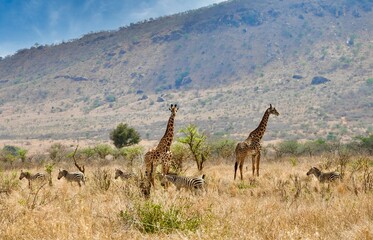 Giraffes and zebras. Mkomazi National Park Tanzania