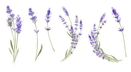 Watercolor Lavender flowers set © ElenaDoroshArt