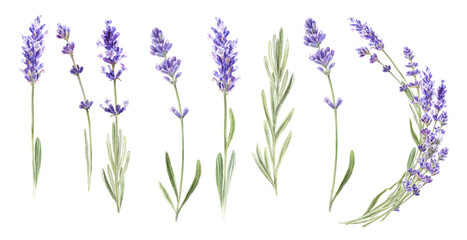 Watercolor Lavender flowers set - obrazy, fototapety, plakaty