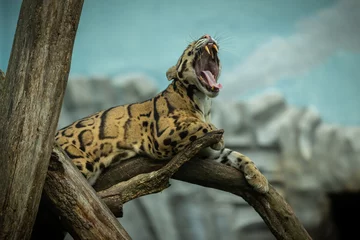 Sierkussen Clouded leopard is walking towards from the shadows to the light. big cat male from a darkness. zoo in czech republic. neofelis nebulosa. very rare creature © photocech
